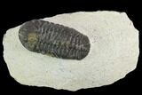 Bargain, Austerops Trilobite - Visible Eye Facets #119962-1